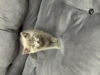 Kivi 2,5 aylık kedimiz