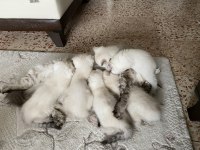 British ve scottish fold yavrularımız