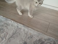 Scottish fold Fıstık yeni yuvasını arıyor
