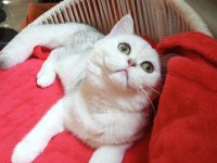 Safkan şecereli anne babadan Silver Shaded kedimiz