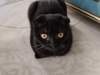 Scottish fold kedisi siyah