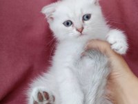 Scottish fold 3 aylık