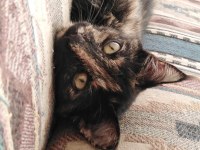 ÇOK ACİL KEDİ SAHİPLENDİRME