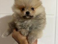 Harika Pomeranian Erkek Yavru
