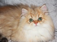 SARI PRENSİN HAYAT ARKADAŞI OLMAK İSTEMEZ MİSİN