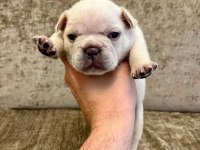 French bulldog yavrularımız