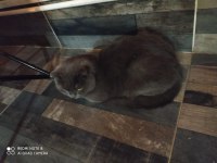 British shorthair kedimizi sahiplendirme
