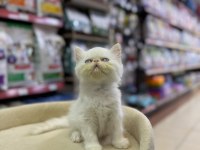 İRAN KEDİSİ YAVRULARIMIZ ERKEK DİŞİ