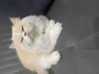 İran kedisi oğluma yuva arıyoruz