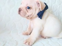 Egzotic French Bulldog Yavruları