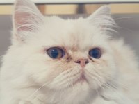 1 yaşında chinchilla kedime dişi arıyorum çiftleştirmek için