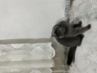 British Shorthair Kalite Tesadüf Değildir