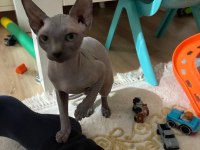 4 aylık dişi bebek sfenks sally