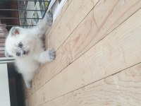 British shorthair ve Scottish fold