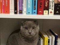 Scottish fold kedimi ücretsiz sahiplendirmek istiyorum