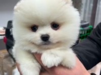 Pomeranian Boo Pablo