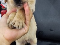 Baby face golden retriever yavrular
