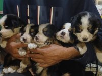 Bernese Yavrular