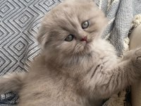 2 AYLIK SCOTTİSH VE LILAC KEDİMİZ