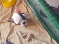 40 günlük french bulldog dişi