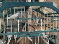 Bengal İspinoz Society Finch