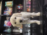 3 Aylık Golden Retriever Sahiplendirme