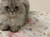3.5 yaşında sakin ve oyuncu scottish fold oğlumuz ÜCRETSİZ