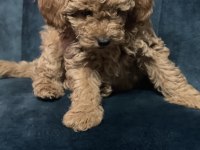 Orijinal toy poodle aşıları tam ev doğumlu