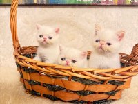 İDDİA EDİYORUM ÜLKEDEKİ EN İYİ İRAN KEDİSİ YAVRULAR