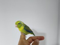 Yavru Forpus Papağanı