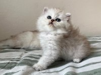 Nadir Renk British Longhair