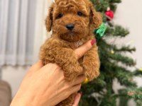 Toy poodle köpeği