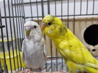 Muhabbet Kuşu 1,5 Yaş Civarı