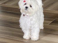 4 YAŞINDA MALTESE SAHİPLENDİRME