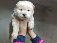CHOW CHOW (ÇİN ASLANI) YAVRULARIMIZ