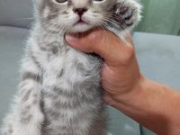 Scottish fold bebeklerim yeni yuvalarına gitmeye hazır