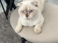 1 Yaşında Scottish Fold