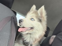 4 AYLIK YAVRU HUSKY