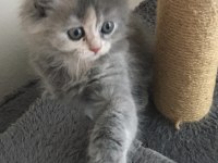 Chinchilla bebeklerimiz yeni yuvasını arıyor