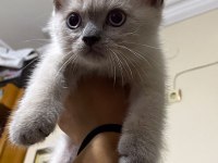 British shorthair