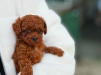 Bakanlık Onaylı Çiftlikten Toy Ve Teacup Poodle Yavruları