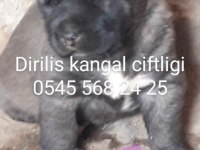 Satılık kangal çoban köpeği fiyatları