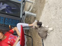 Ücretsiz sahiplendirilecek köpeğimiz