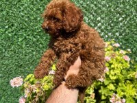 Kore Poodle Dişi