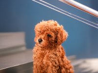 MİNİCİK TOY POODLE BEBEKLER
