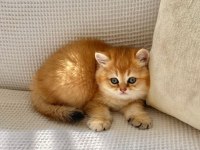 Safkan golden ny12 zümrüt gözlü dişi bebek kedimiz