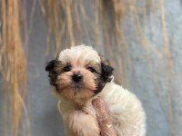 İlgi delisi yavru morkie