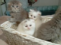 Anne Altından British Longhair Bebekler