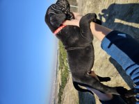 CorsoTürkten Dev Dişi Cane Corso Yavrular
