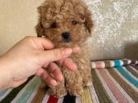 Kore maltipoo